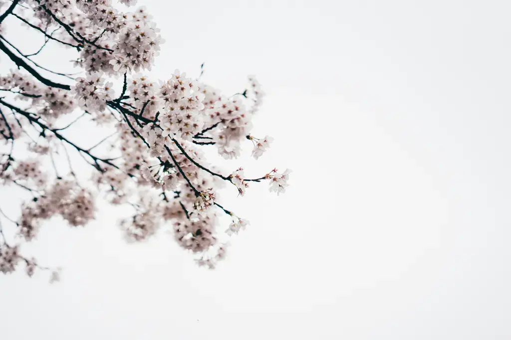 Aery：讓香氣點亮你的世界